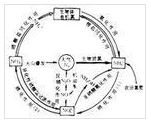 反硝化作用