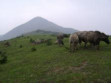 牛草山