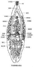 儲蓄宿主