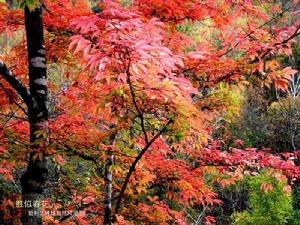 五花山