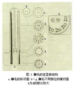 鞭毛的亞顯微結構