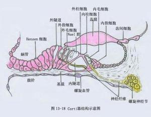 前庭神經元炎