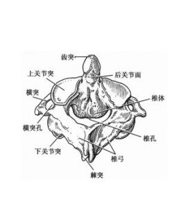 樞椎