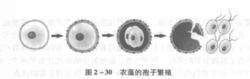 無性繁殖