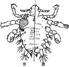 陰虱