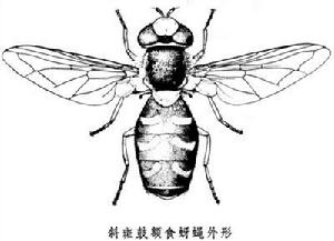 斜斑鼓額食蚜蠅