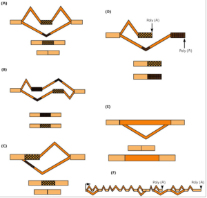 alternative splicing