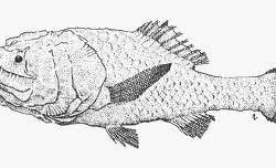 塞席爾鋸鱗魚
