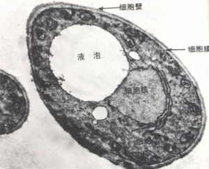 酵母菌