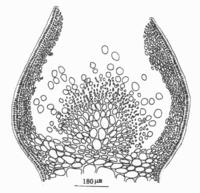 細基江蘺繁枝變種的囊果切面