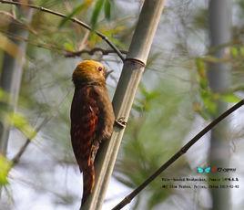 竹啄木鳥東南亞種