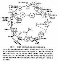 氨基甙類抗生素