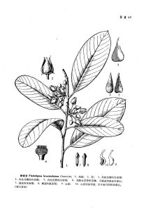 來源：中國植物志原版墨線圖