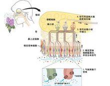 人體嗅覺原理