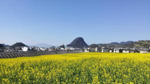 汕昆高速穿過金雞花海