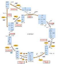 三羧酸循環[生物化學術語]