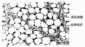 脂肪組織