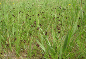 長雄苔草