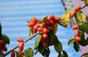 羊奶果[薔薇目胡頹子科植物]