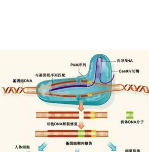 基因內抑制