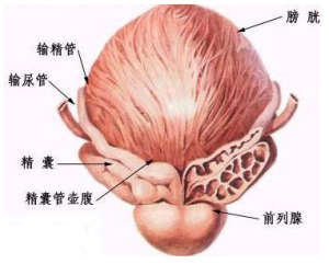 滑精