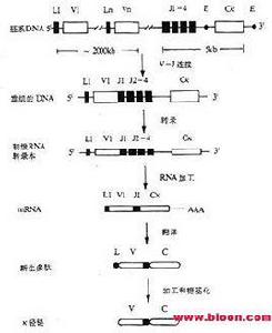 基因重排