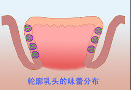 味蕾