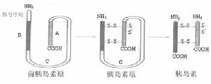 前胰島素原轉化為胰島素過程