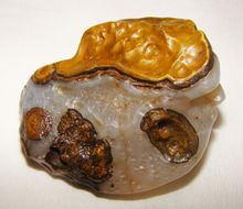 雙色瑪瑙原石——鴛鴦戲螺