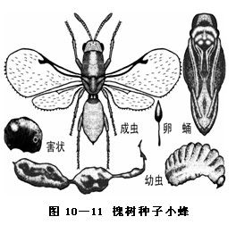 刺槐種子小蜂