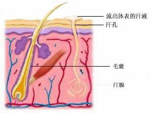 汗腺