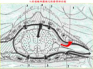 脊神經根炎