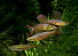 伊島銀漢魚