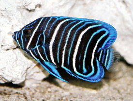 幼魚時期的藍面神仙，體深藍黑色，全身滿布白色和藍色的豎紋