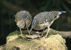 埃門動物園