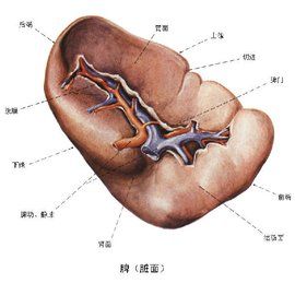 脾虛濕盛證