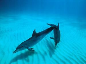 大西洋細吻海豚