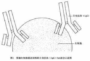 溫抗體型自身免疫性溶血性貧血