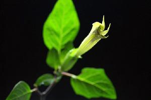 （圖）白花蔓陀羅