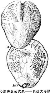 心形海膽目