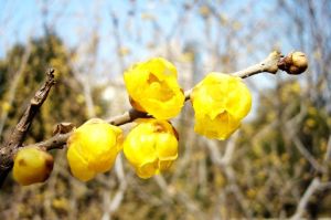 Chimonanthus praecox