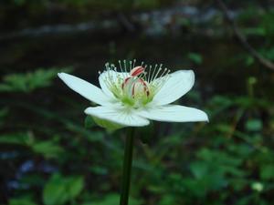 德欽梅花草