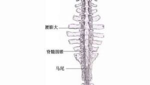 腰膨大