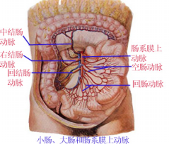 急性壞死性腸炎