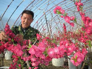 花農在管理桃花木