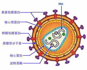 佳息患