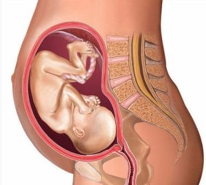 胎兒七個月