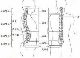 肩胛帶和上肢疼痛