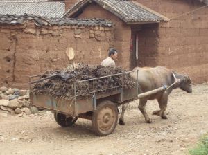 公牛與車軸