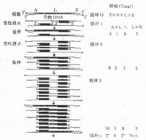 基因擴增